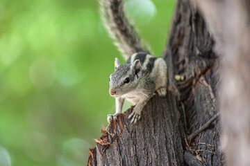 Wall Mural - squirrel on the tree