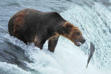 Sticker - Large brown grizzly bear stretching to catch a fish in a waterfall