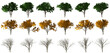 isolated big maple tree collection set