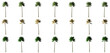 isolated big palm tree collection set
