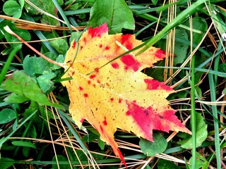 maple leaves
