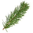 Little twig of the Nordmann Fir Christmas Tree. Green pine, spruce branch with needles. Isolated on white background. Close up top view