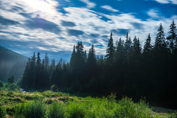 Canvas Print - Forest at moon night