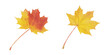 Red and yellow leafs isolated on transparent background, png