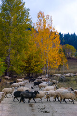 Wall Mural - Colorful Trees in Autumn Season.artvin