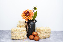 Single Orange Dahlia Flower In A Small Black Milk Jug Vase. Three Straw Bales At The Base Of The Vase Along With Three Pumpkins.