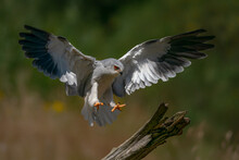 Black-winged Kite (Elanus Caeruleus) Landed On A Branch With Wings Spread. Noord Brabant In The Netherlands. Bokeh Background.                                         