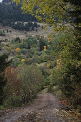 Wall Mural - Colorful Trees in Autumn Season.artvin