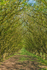 Wall Mural - The Forest Road