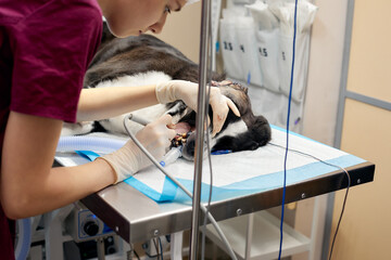 Veterinary dentistry. Dentist surgeon veterinarian treats and removes the teeth of a dog under anesthesia on the operating table in a veterinary clinic. Sanitation of the oral cavity in dogs close-up