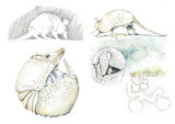 Fototapeta  - Life of an armadillo. Hand drawn watercolor illustration