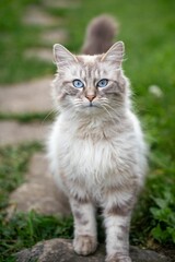 Sticker - Adorable gray fluffy Neva Masquerade cat staring at the camera standing on stoned path