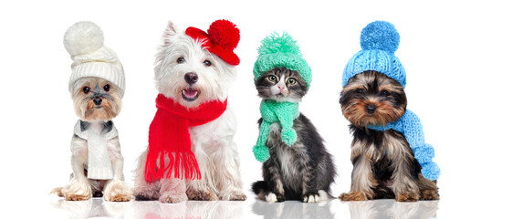 a group of pets wearing hat and scarf