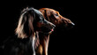 Side view group portrait of a long haired and short haired dachshund dogs
