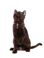  Begging black kitten wearing silver pendant with a raised up paw