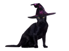 Side View Portrait Of A Sitting  Black Cat Wearing Black Witch Hat