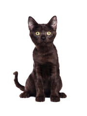  Sitting black  kitten isolated on white background