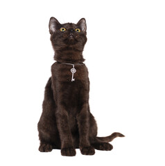  Sitting black kitten wearing silver pendant looking up to the copy space area