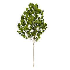 front view tree (young arce saccharum 1) png