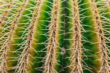 Green Cactus With Sharp Thorns