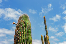 Cacti Growing Against Blue Sky