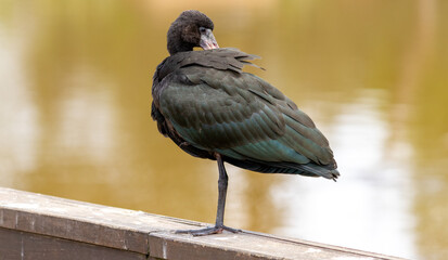 Wall Mural - Photograph of a Bare-faced ibis, found in Canoas, Rio Grande do Sul, Brazil.	