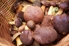 Wild Edible Bay Bolete Mushrooms In A Basket