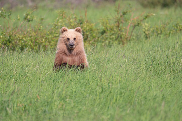 Poster - Alaskan brown bear cub at McNeil River