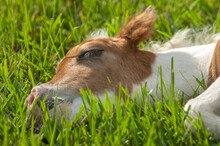 1 Day Old Miniature Horse Foal Colt Lying Asleep In Grass