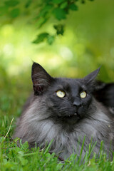 Wall Mural - Young norwegian forest cat male resting under green bush