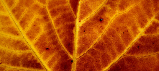 texture of a yellow and brown maple leaf in autumn as background