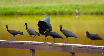 Wall Mural - Photograph of a Bare-faced ibis, found in Canoas, Rio Grande do Sul, Brazil.	