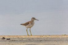Wood Sandpiper On A Sandy Shore Near The Water