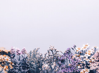 Wall Mural - Herbal tea ingredients with various fresh herbs and flowers,  on pastel background, top view, frame.