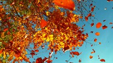 Super Slow Motion Of Falling Autumn Beech Leaves Against Clear Blue Sky. Filmed On High Speed Cinema Camera, 1000 Fps.