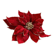Red Poinsettia Isolated On White Background