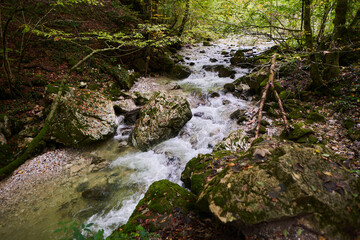 Wall Mural - River in the enchanted forest