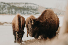 Bison Of Zion National Park