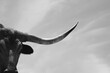 Curious and nosey Texas longhorn cow against sky background with copy space for sign.