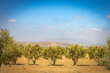 Fototapeta Sawanna - olive grove in morocco, olives, north africa