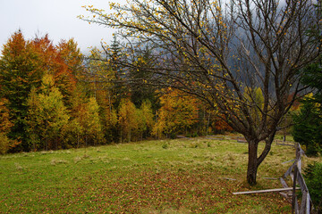 Wall Mural - beautiful autumn countryside landscape in  Carpathian Mountains, Ukraine.