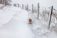 The Dog Is Running Along The Snowy Path