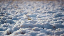 Snowy field dry grass frosty winter day close up. Thin weed stick out from snow.
