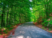 Gray Road Through A Bright Green Lush Forest