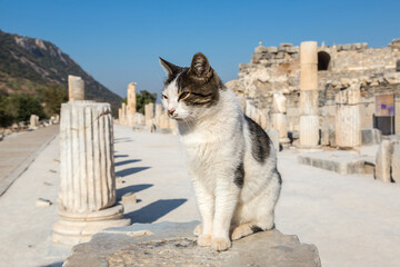Fototapete - Ancient city Ephesus, Turkey