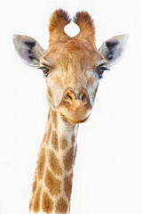 Close-up shot of a giraffe's head isolated in white.