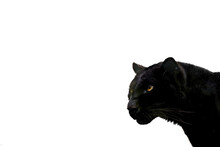 Black Panther Template With White Background