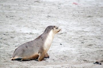 Wall Mural - the sea lion pup is looking for his mother