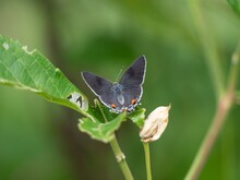 Gray Hairstreak Butterfly Perched On A Leaf