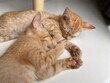 © Kanchana - Two orange shorthair kittens sleeping together under a table